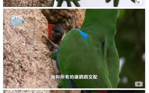漂亮才是最强大的基因