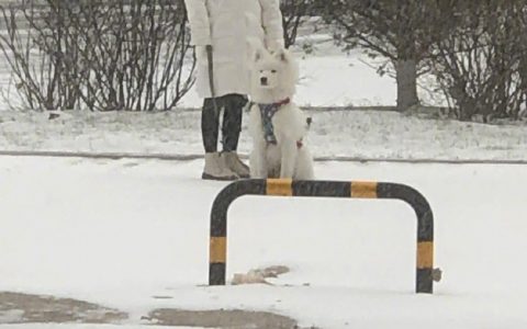 下雪也要坚持遛狗
