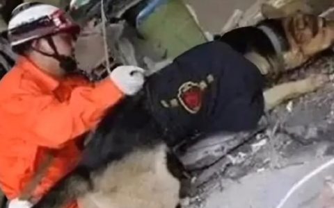 汶川地震67名搜救犬全部离世 ！ ​​​​