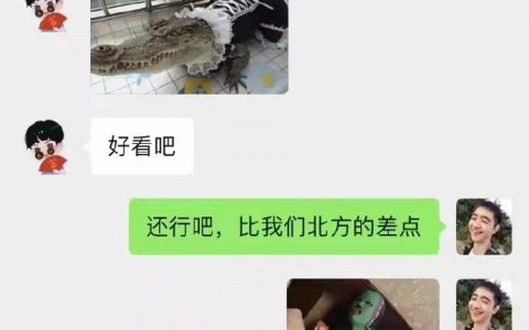 投稿： 南方鳄鱼VS北方鳄鱼