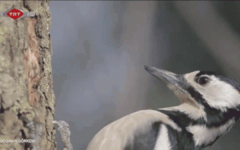 高速摄像机下的啄木鸟，单单看一眼都觉得头疼，真的太拼了…… ​​​​