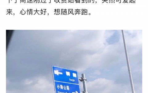 小狗公路，会有很多可爱的小狗吗？