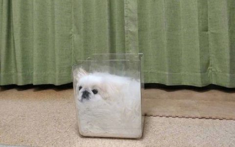 小狗勾也是液体做的