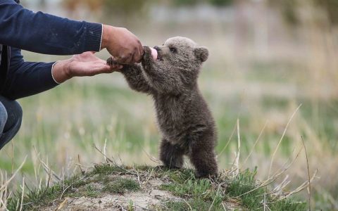 土耳其动物康复中心照顾一幼熊