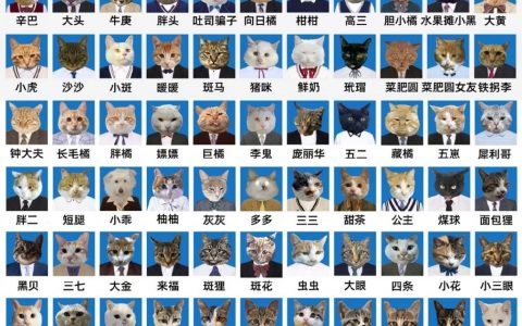 《四川大学猫猫职工风采》