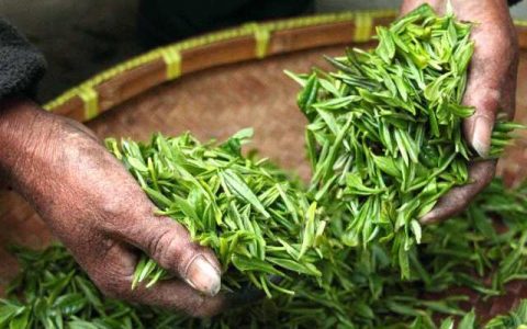 中国产茶叶那么多，为什么没有产生茶叶巨头？