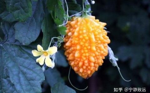 台湾滞销的菠萝为什么不做成菠萝罐头再销售？