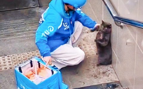 小猫偷吃了外卖员的餐品，双方发生激烈的肢体冲突。 ​​​​
