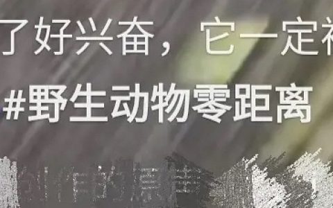 小野猪：答应我，一会我妈追你的时候你也要这么跑