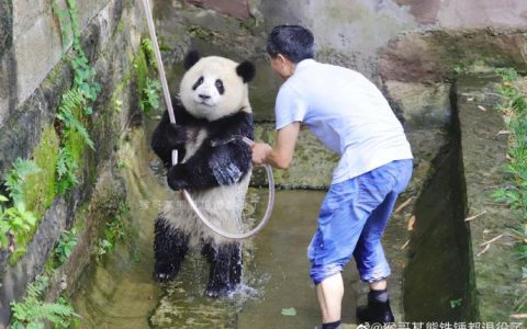 我早就发现了，熊猫就是工作人员假扮的