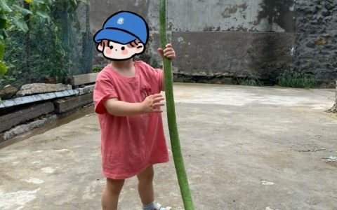 山东高的不止是大葱…