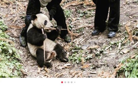 熊猫难道不害怕吗？