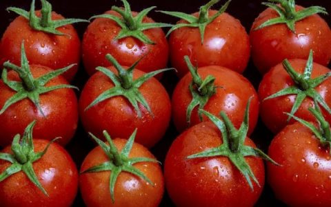 为什么西红柿没以前好吃了？