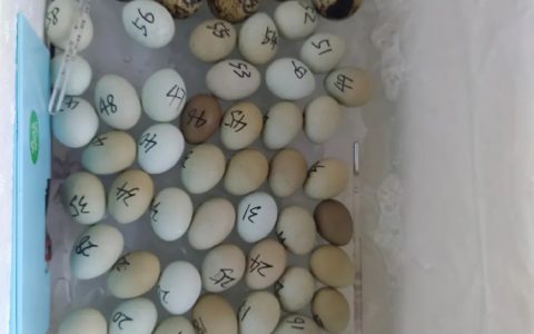 我是怎么在阳台养鸡，实现鸡生蛋蛋生鸡自由的