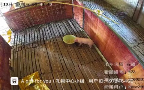 和男朋友合养一只猪