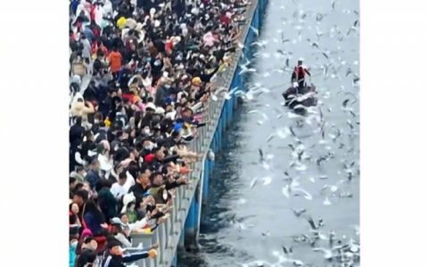 昆明的海鸥真的吃不下了