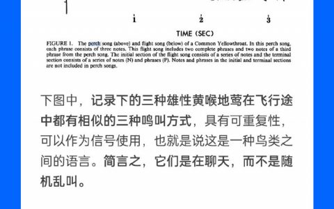 鸟在飞行时会跟路上的其他鸟聊天吗？
