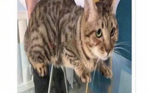 “猫猫我啊要去替铲屎官还债了” ​​​​
