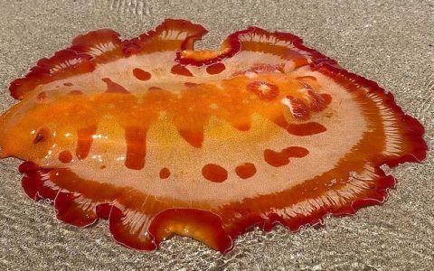 澳大利亚海滩上突如其来的血红六鳃海蛞蝓