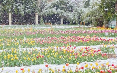 河南下雪了，第一次见到郁金香和雪的场景 ​​​