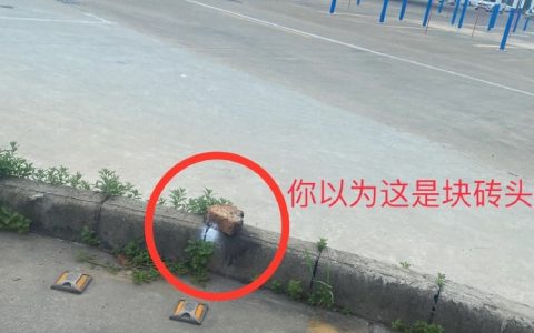 驾校里的一草一木，都有它存在的意义！