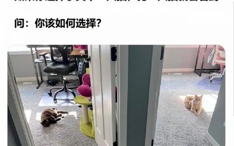 此刻，你发现自己陷入了一个猫猫道德困