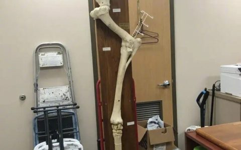一条长颈鹿腿的骨骼标本