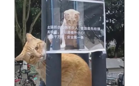 猫：不好的评论我会删除