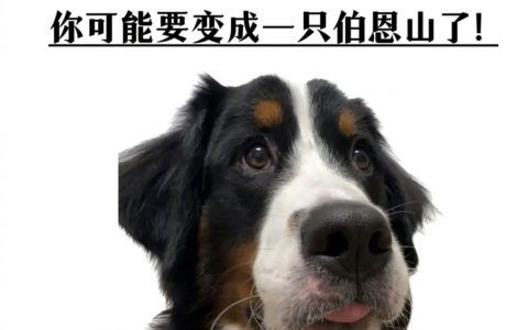 当心了！你可能正在变成一只伯恩山！ ​​​