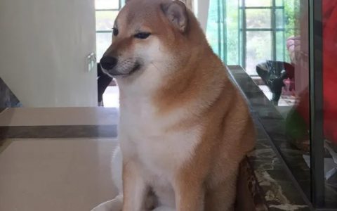著名表情包狗狗“Cheems”患癌去世
