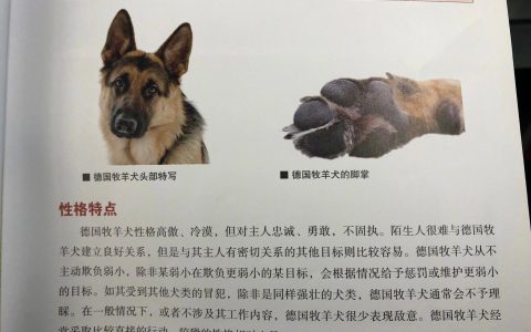 德牧这是什么男朋友特质啊，心动了 ​​​
