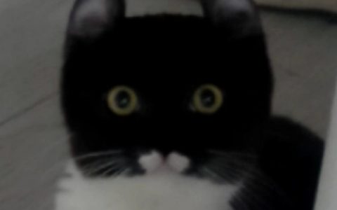 第一次见正方形的猫