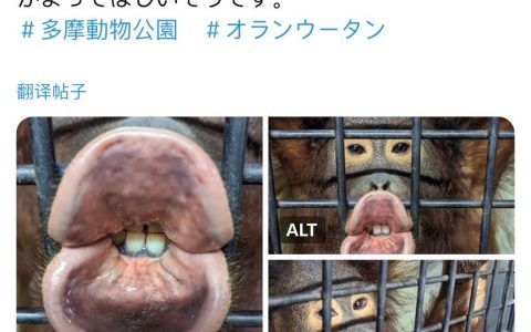多摩动物园里的红毛猩猩向你噘起性感大嘴唇子，希望你在乎它