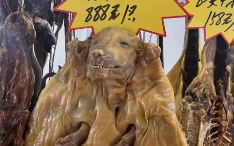 给我看吐了，感觉看起来挺可怕的……