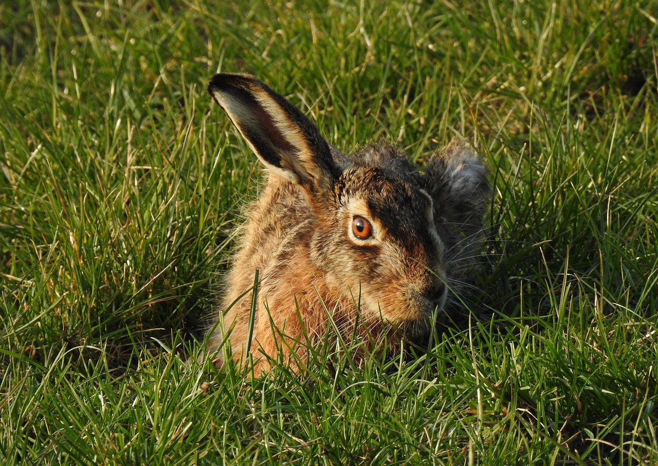 hare_7096235_1280.jpg