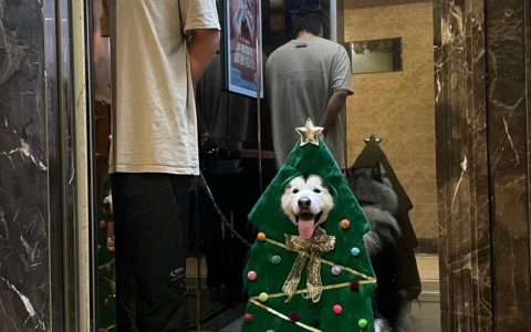 电梯里遇到一只圣诞小狗 ​​​