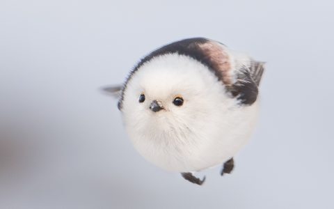 小炮弹，发射！北长尾山雀的弹射瞬间