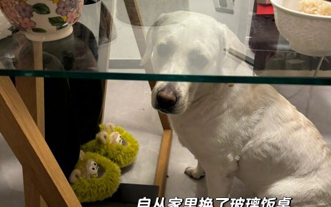 《自从把家里的桌子换成透明的》 ​