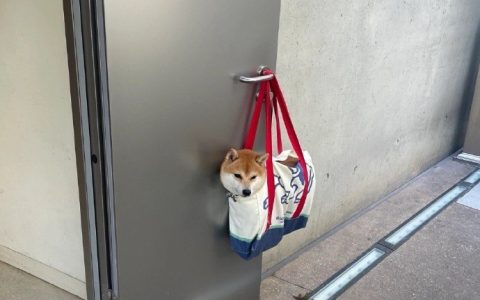 主人只是上个厕所，小柴就变成打卡点了 ​