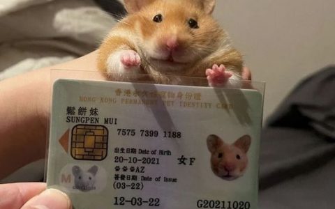 香港的宠物身份证长这样