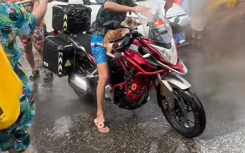 泼水节连路过的狗都要遭殃
