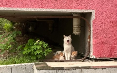 碰到了带着宝宝躲雨的猫妈妈