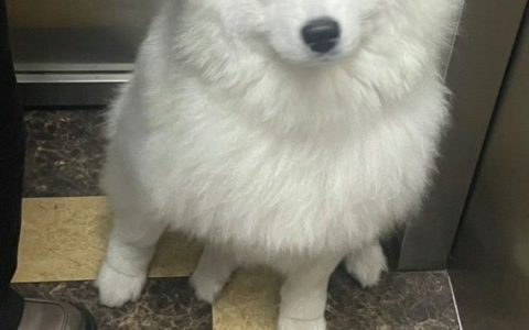 耶耶：让我看看谁在抽烟 ​​​