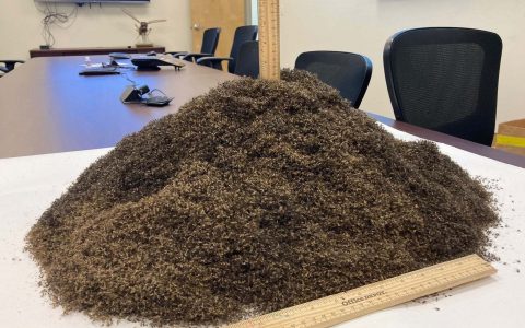 100万只蚊子的样子。