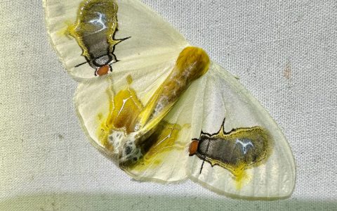 婆罗洲灯诱发现明星物种！二蝇吃屎蛾：宽铃钩蛾！