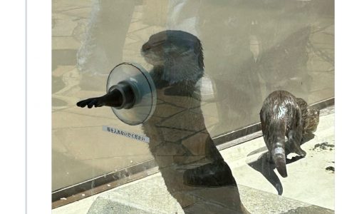 渴望与人握手的水獭。虽然没有任何人来，但还是一直伸着手。 ​​​