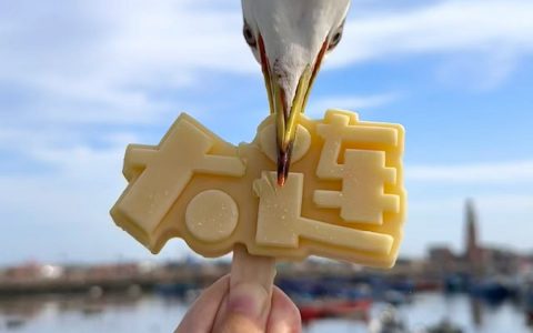 海鸥：“尝尝大连什么味”