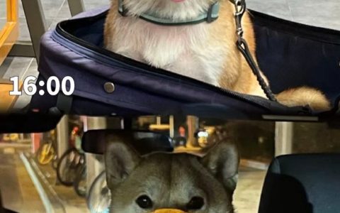 陪女生们逛了6.5小时的柴犬 ​