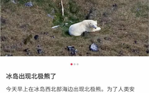 冰岛出现北极熊了
