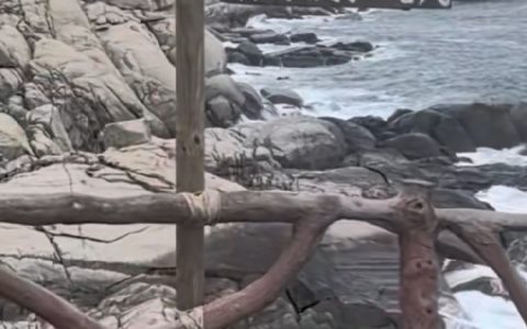 椰子和牌子都没了